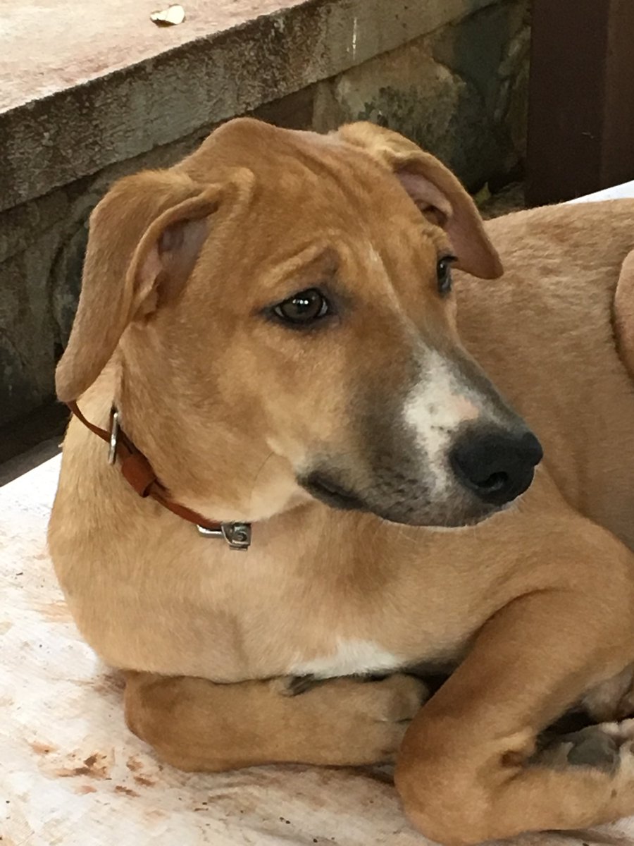PradeepHardikar's tweet photo. My dog Shifu always has this 'Chinta Karto Vishwachi' look on his face.
Do your dogs have any specific look?
#dogsrus https://t.co/pDrRcL7USB