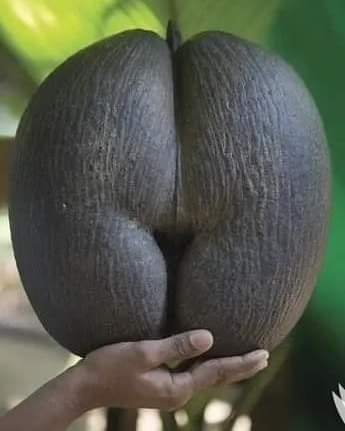 AfricanHub_'s tweet image. This is the coconut, the largest seed in the world. The seed is produced by a palm tree, Lodoicea maldivica, endemic to the islands of Praslin and Curieuse, in the Seychelles islands.