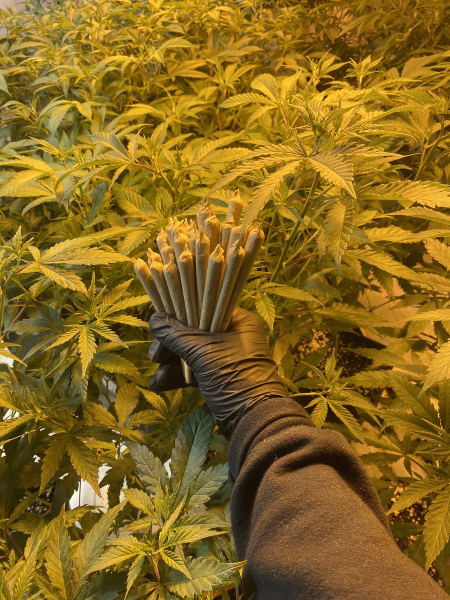 higheraclub's tweet image. Gracias chicas por todo los que nos dan!