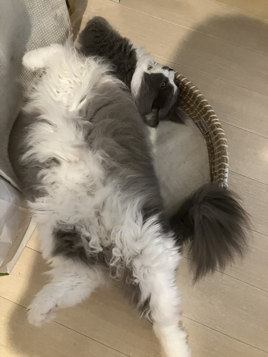 ririss_n's tweet photo. はみ出してる！
#ラガマフィン 
#猫のいる暮らし 
#猫多頭飼い
 #猫好きさんと繋がりたい 
#箱猫 https://t.co/vYUPxZNSbU