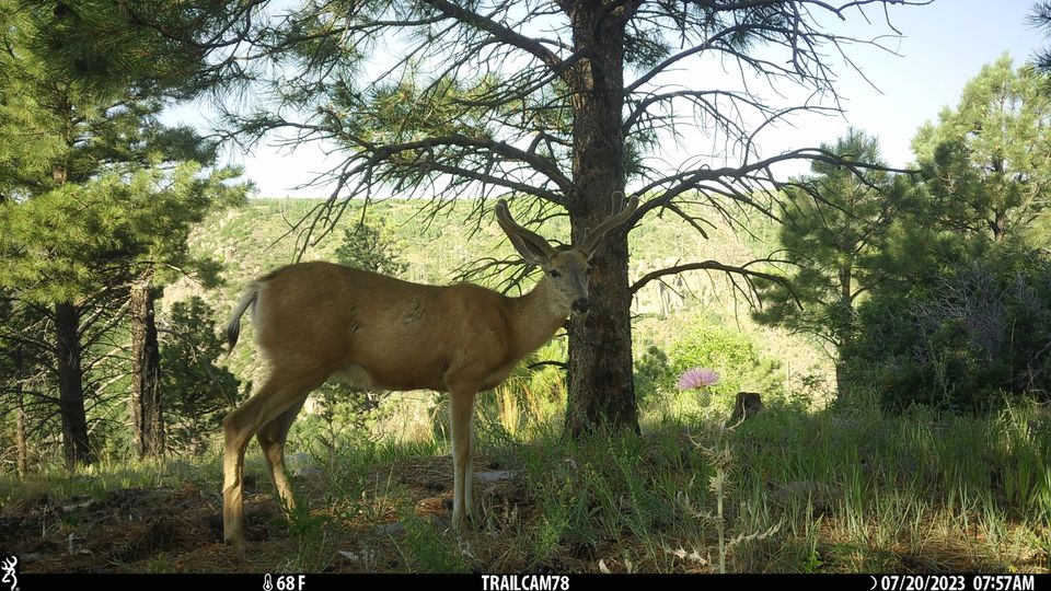 Oh deer! 🦌

#BandelierNationalMonument #FindYourPark #WildlifeCameraWednesday