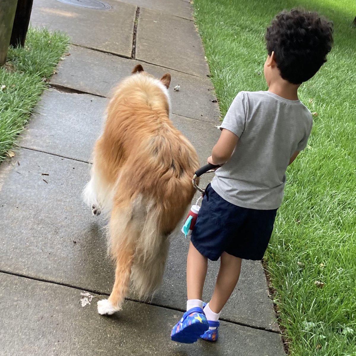 CollieCrusader's tweet image. Walking side by side and in sync with my bestie. 

#walkinginsync #insync #walkies #walkingwithmybestfriend #roughcollie #collie