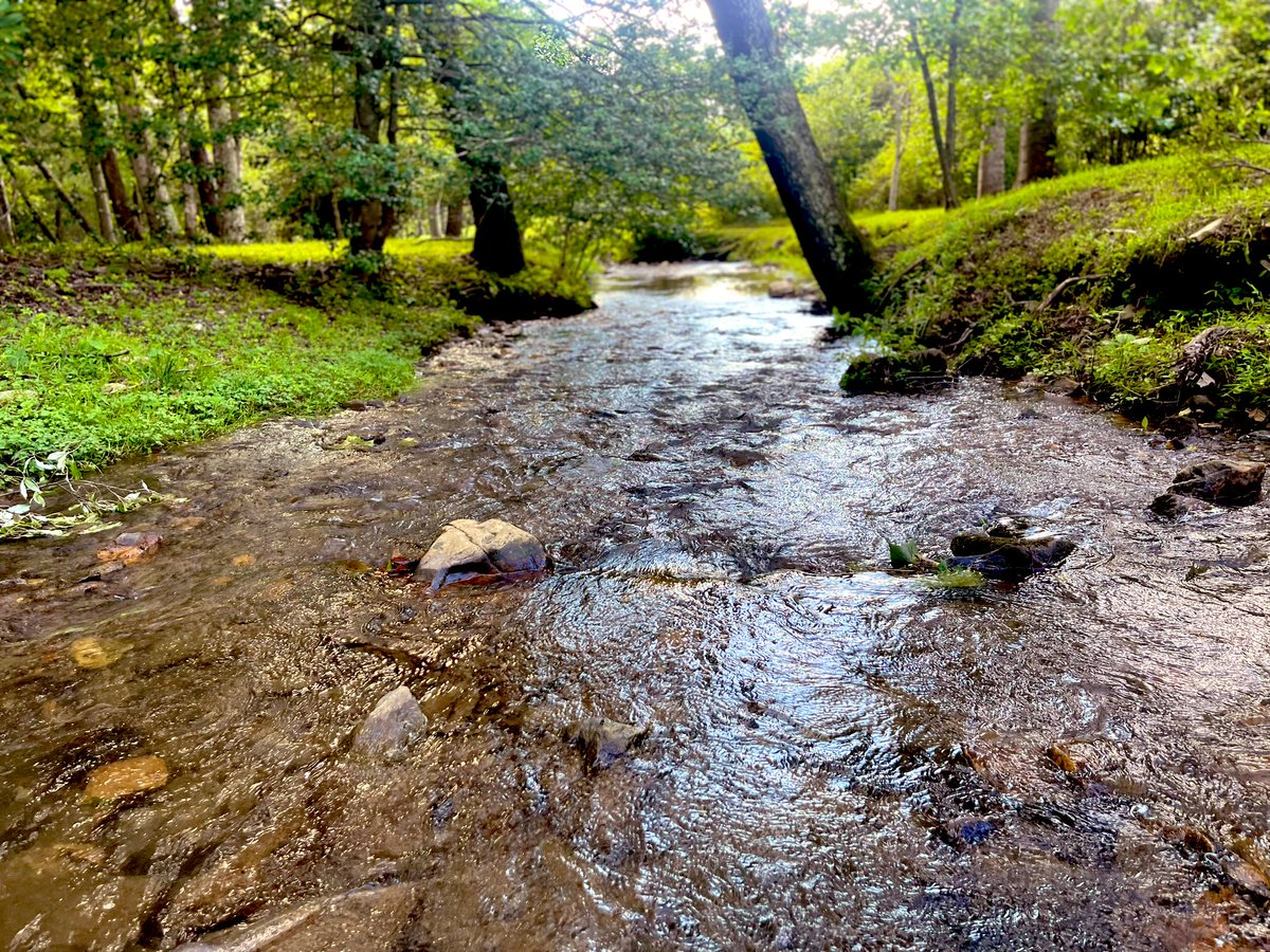 I’m headed to the pond to look for $Pepe 🐸
 
Ribbit 📸