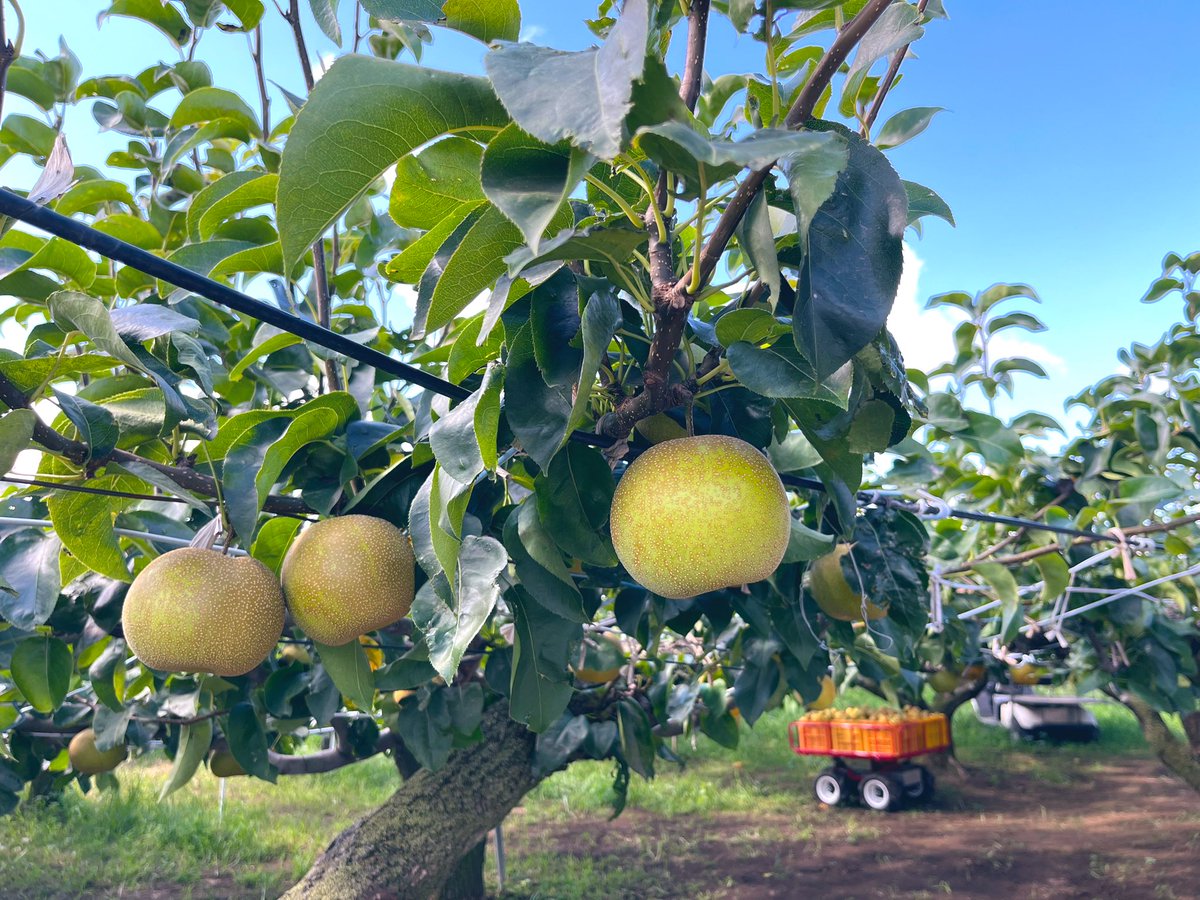 ๐๐ฒ๐_๐๐๐๐๐๐๐๐๏ผในใฟใผใธใงใใ๏ผ tweet media