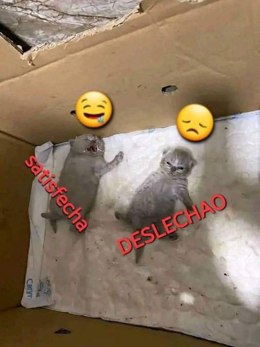 Las mascotas se parece a sus due&ntilde;os https://t.co/9YRZT7rXr0<a href="/tag/lunes"class="tags"><span>#lunes</span></a><a href="/tag/frio"class="tags"><span>#frio</span></a><a href="/tag/puntofinal"class="tags"><span>#puntofinal</span></a>