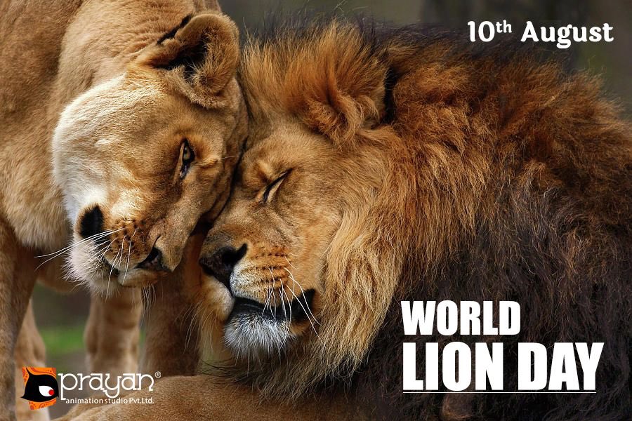 Happy #WorldLionDay ! 🦁 There used to be lots of #lions in the wild 100 years ago but today there are less than 50,000 left.  This is due to poaching, hunting, habitat destruction and climate change. Lions need to be protected and respected! #ProtectTheLions #WorldLionDay2023