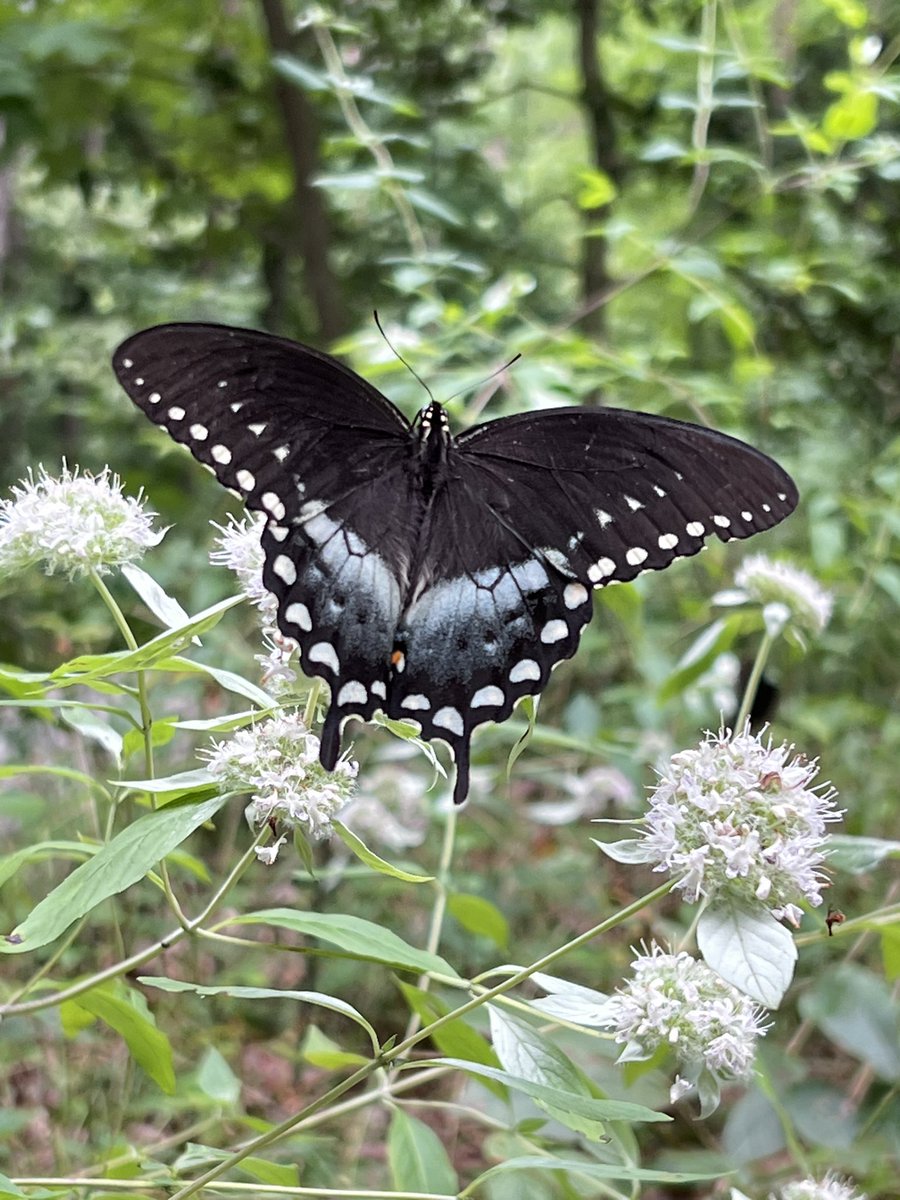 Spicebush Swallowtail enjoying a multitude of Mountain Mint flowers. #spicebushswallowtail #butterfly #butterflyplant #mountainmint #pycnanthemum #pycnanthemumloomisii #papiliotroilus