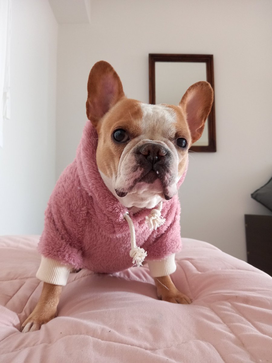 FioBatillier's tweet photo. @twperritos 😍 https://t.co/uy22vDEG2e