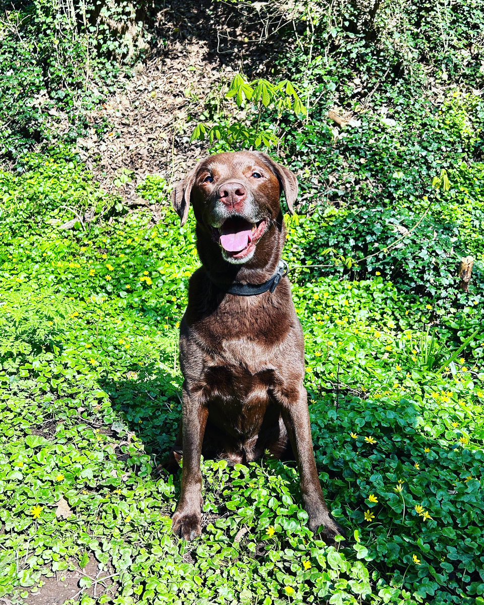 clemens_kim's tweet photo. @AldiUK This is Lola! She is a large dog and doesn’t seem to know it! Loves to smile for a photo! Probably medium category though! https://t.co/xO2eeMY1GS
