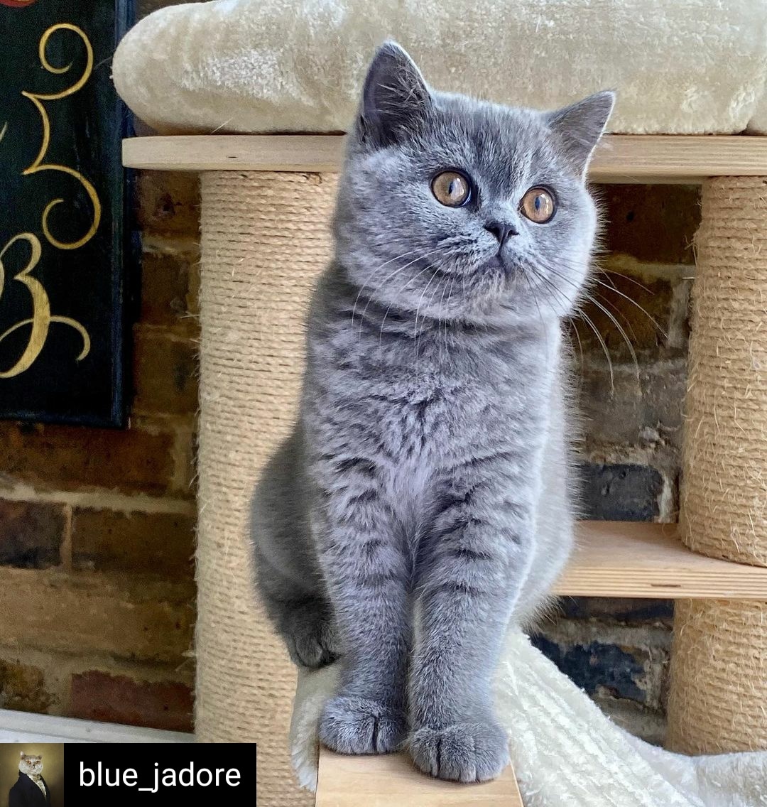 For CAT Lover Only  🙀  🐾 amzn.to/3iQtnaB 

Reposted from @blue_jadore 💙💙💙
•
•
•
•

#britishshorthairlovers #bluebsh #britishcat #britishshorthair #britishshorthaircat #bluebritish #bsh #bshcat #bshkitten #bshblue #meowfeature #catsofinstagram #catcatcat