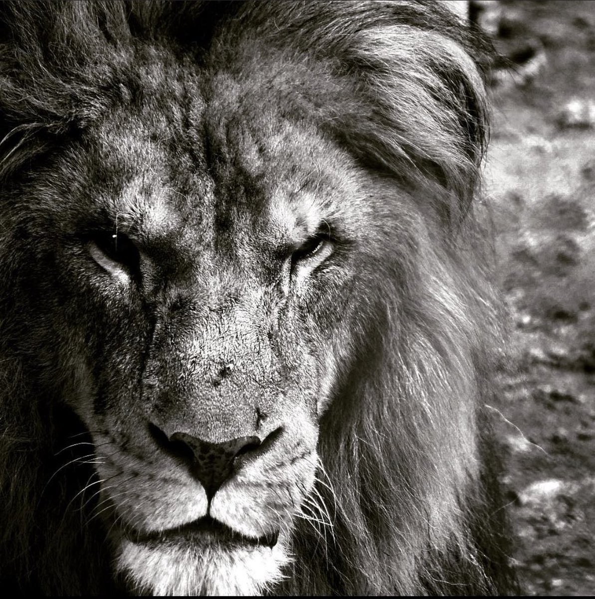 alejandro14247's tweet photo. Día Mundial del León les comparto un ejemplar, que vive en nuestro @ZSahuatoba aunque mucho no lo saben pero gracias a él gané un concurso de fotografía de una revista mundialmente reconocida, 🦁 definitivamente una etapa que es muy importante en mi vida… https://t.co/FmeeKBUsZp