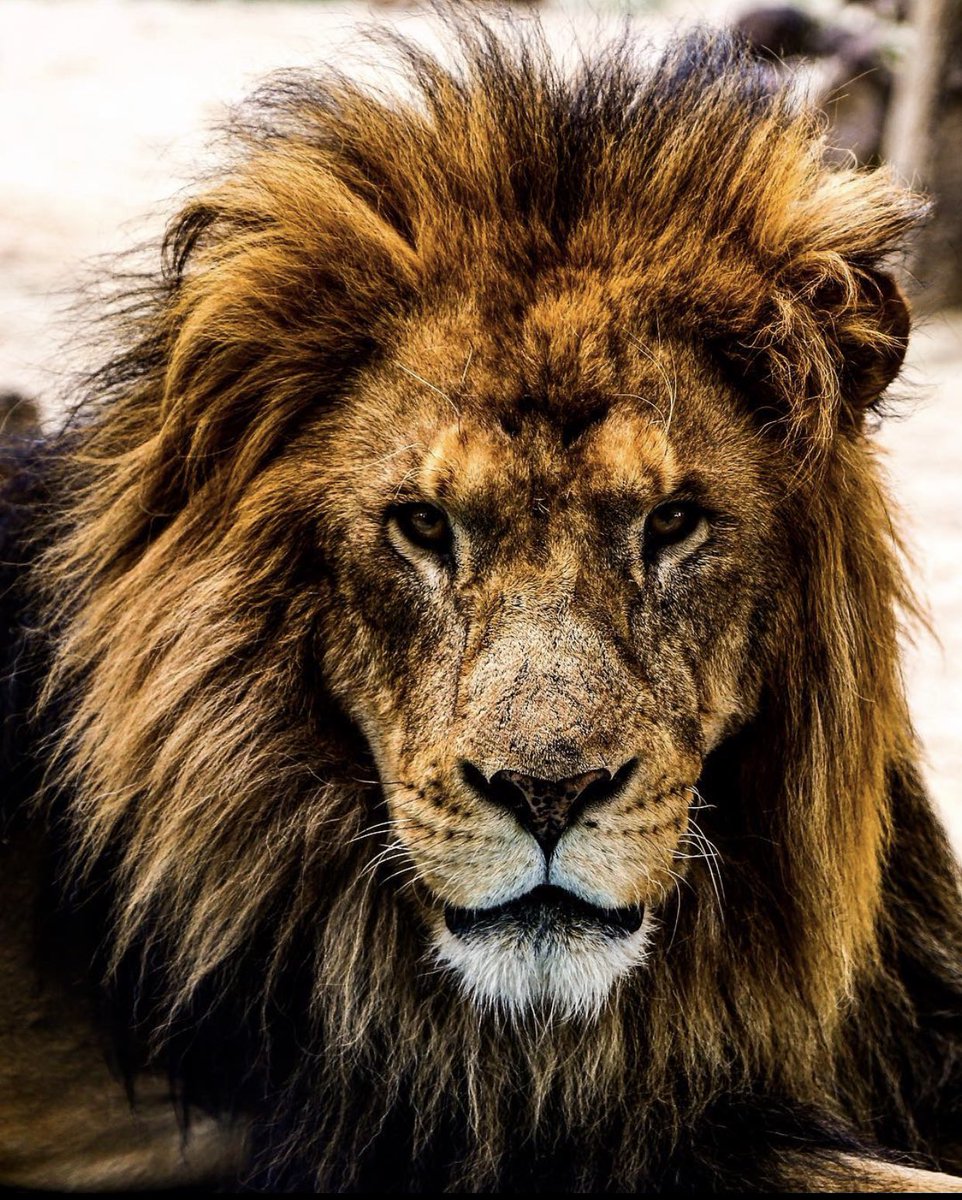 Día Mundial del León les comparto un ejemplar, que vive en nuestro <a href="/ZSahuatoba/">Zoológico Sahuatoba</a> aunque mucho no lo saben pero gracias a él gané un concurso de fotografía de una revista mundialmente reconocida, 🦁 definitivamente una etapa que es muy importante en mi vida…