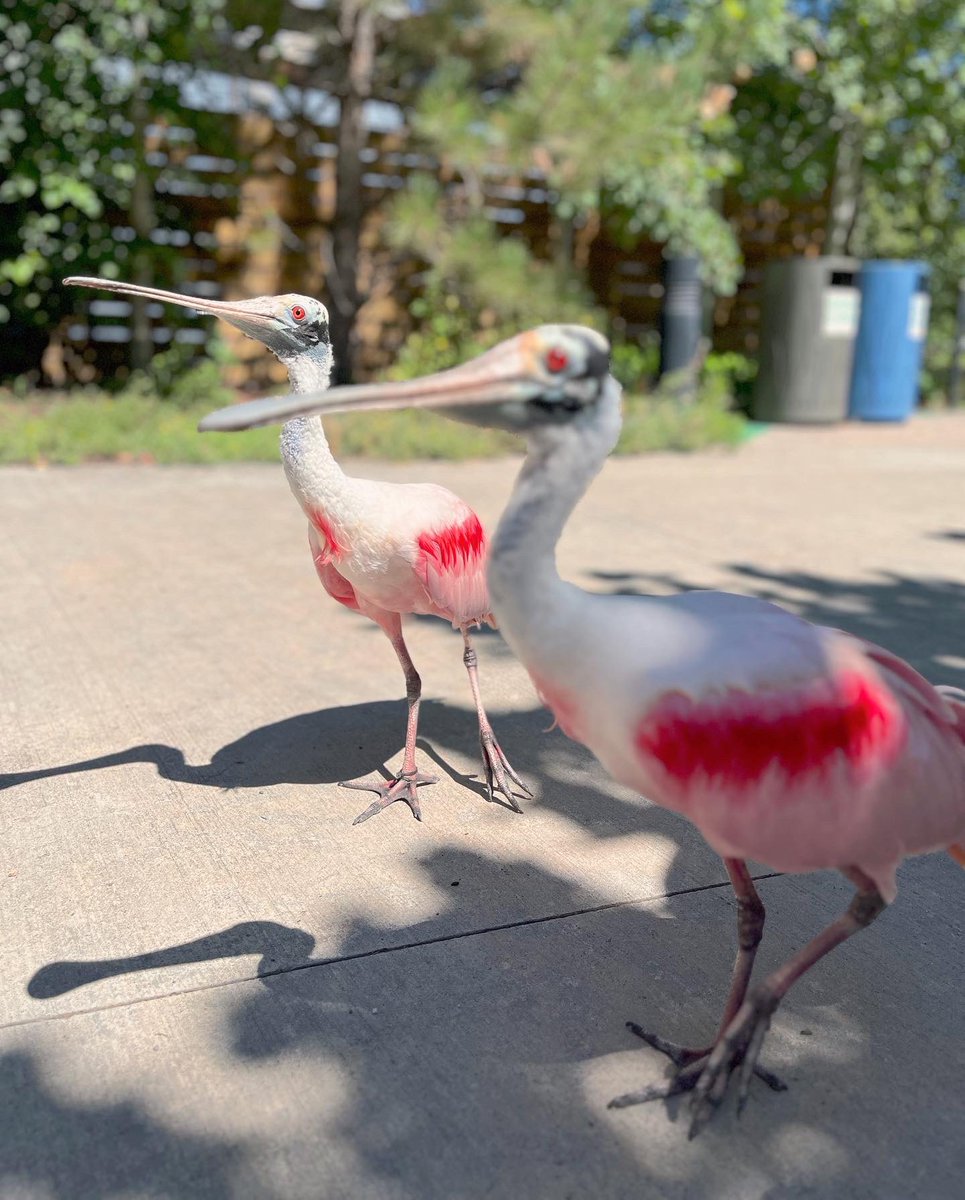 vannapresley's tweet photo. Wildlife moments in #SaltLakeCity not to miss. #LibertyPark holds many treasures, but perhaps the greatest among them is the @TracyAviary which had travel reporter Mom and me excited to return 🦉🦜🦅 https://t.co/xU1C85C9SG