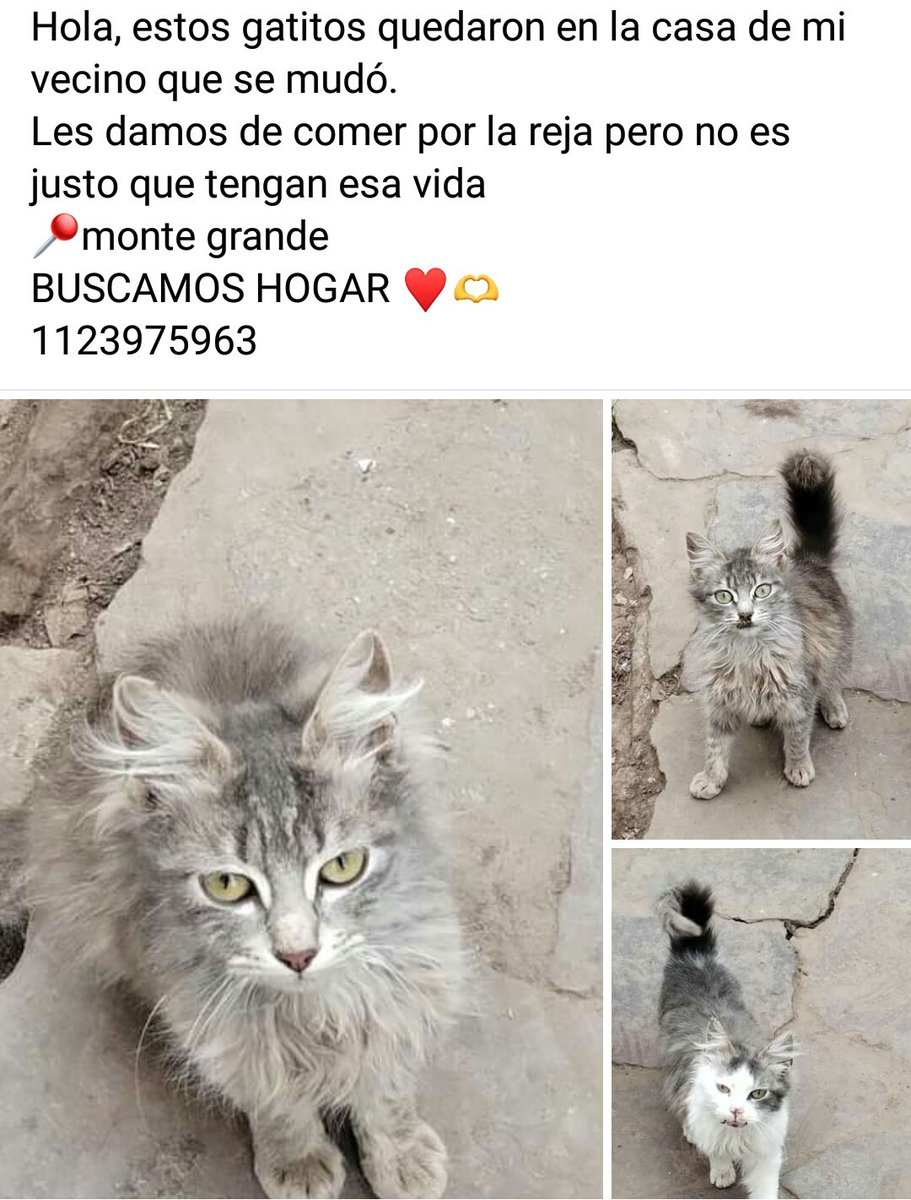 bnclzla's tweet photo. yo sé que Twitter es el mundo que AMA a los gatos, ayudenme a que los vean y se enamoren de ellos, necesitan un hogar con amor y mucho atuncito 🙌🌈♥
Se contactan con Josefina 1123975963 https://t.co/MRjYPcNvLm