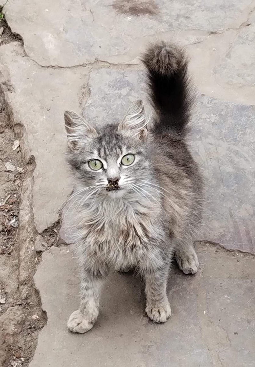 bnclzla's tweet photo. yo sé que Twitter es el mundo que AMA a los gatos, ayudenme a que los vean y se enamoren de ellos, necesitan un hogar con amor y mucho atuncito 🙌🌈♥
Se contactan con Josefina 1123975963 https://t.co/MRjYPcNvLm