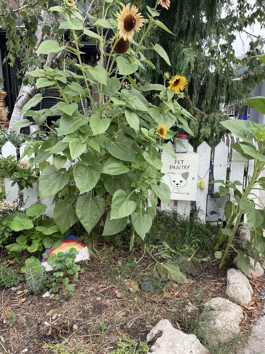 pameladclark's tweet photo. @JaggiMontreal Love this, and envious of the amount of space you have! 

As a renter, the limitations inspire creativity! I've crammed as many containers as possible into in my small downtown Toronto front yard, plus a public dog garden/pet pantry. https://t.co/qjvOYvoSmb