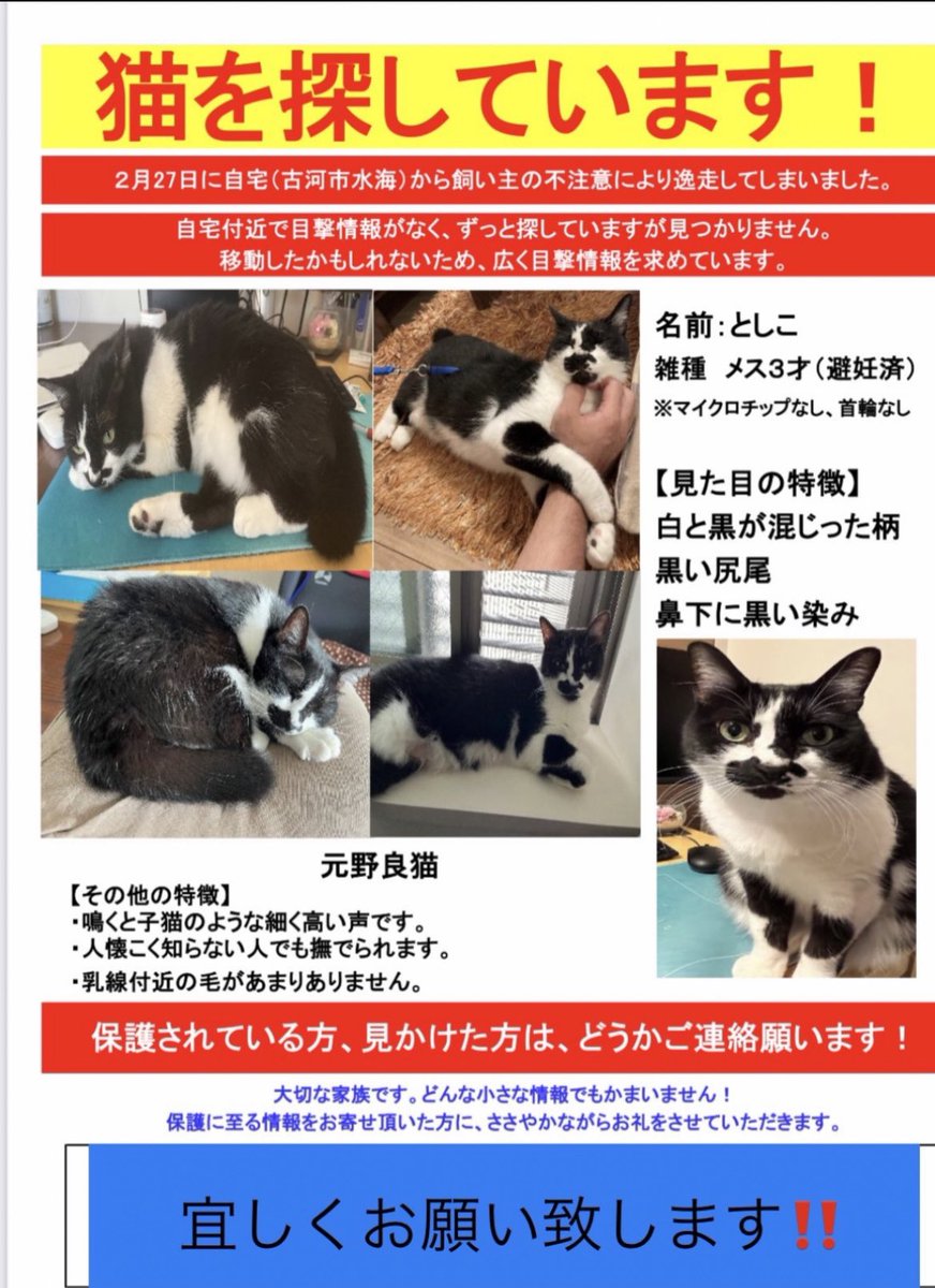 大切な愛猫を毎日探していますが、未だ発見に至っておりません。 本当に生きている事を願うばかりです。 類似猫の情報も途絶えてしまったので、似ている猫をお見かけの際は、どうかご連絡お願い致します。 #迷子猫　#茨城県古河市　#茨城県境町　#埼玉県久喜市　#拡散RT協力お願いします #広範囲