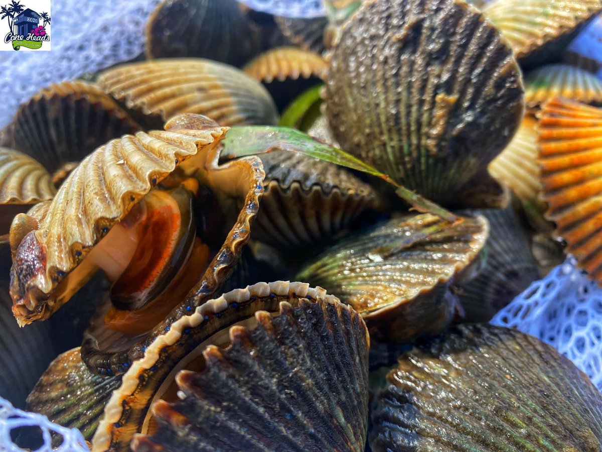 DwaynePiergiov's tweet photo. #ScallopingCountdown

Do you know the bag limits? 

Per person: 2 gallons of whole bay scallops in shell or 1 pint of bay scallop meat

Per vessel: Maximum of 10 gallons of whole bay scallops in shell or 1/2 gallon bay scallop meat (1/2 gallon = 4 pints) https://t.co/49uwlA7BCP