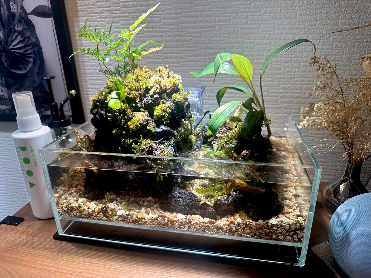 眠れぬ夜に完成させた小型アクアテラリウム 積み上げた溶岩石を覆う苔