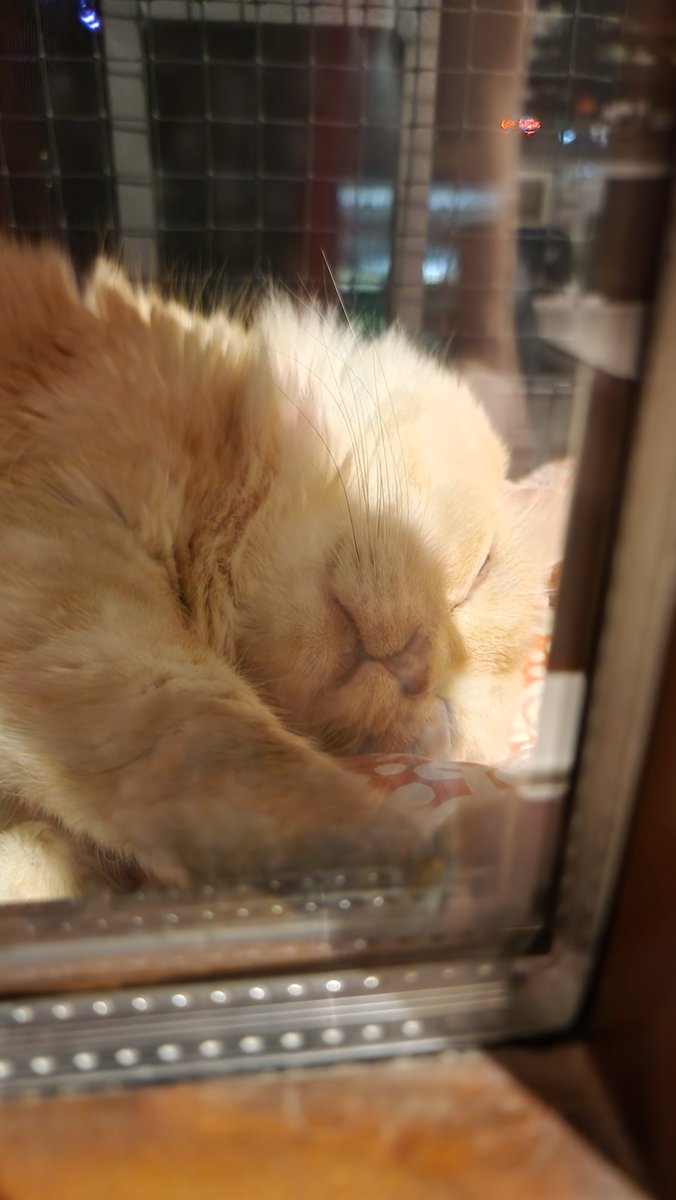 rumba_magica's tweet image. Sottovetro