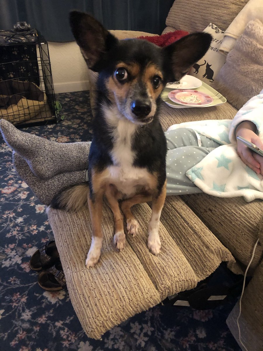 hxnbrx's tweet photo. @AldiUK this is Yogi Bear Brown and i’d like to enter him into the #rescue category. he was rescued from the streets of romania after being badly beaten with his jaw broken and he is now left as a perfect wonky boy. his favourite pastimes are cuddles and causing chaos #EarlsPooches https://t.co/XzTezu8ayn