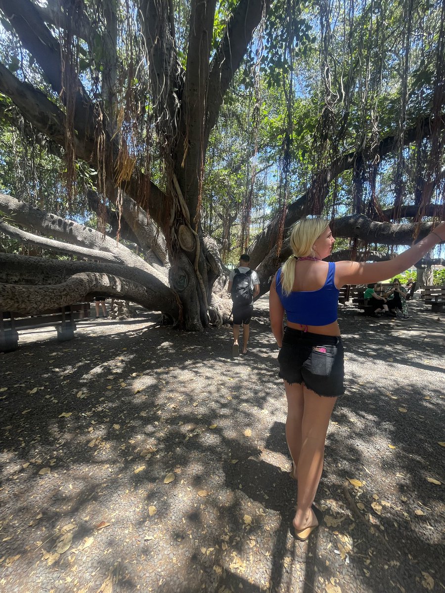 yancyknowsbestX's tweet photo. @brianschatz Oh my 🙏Such a strong beautiful tree! This was taken a month ago🥺 https://t.co/HrD68uWjUY