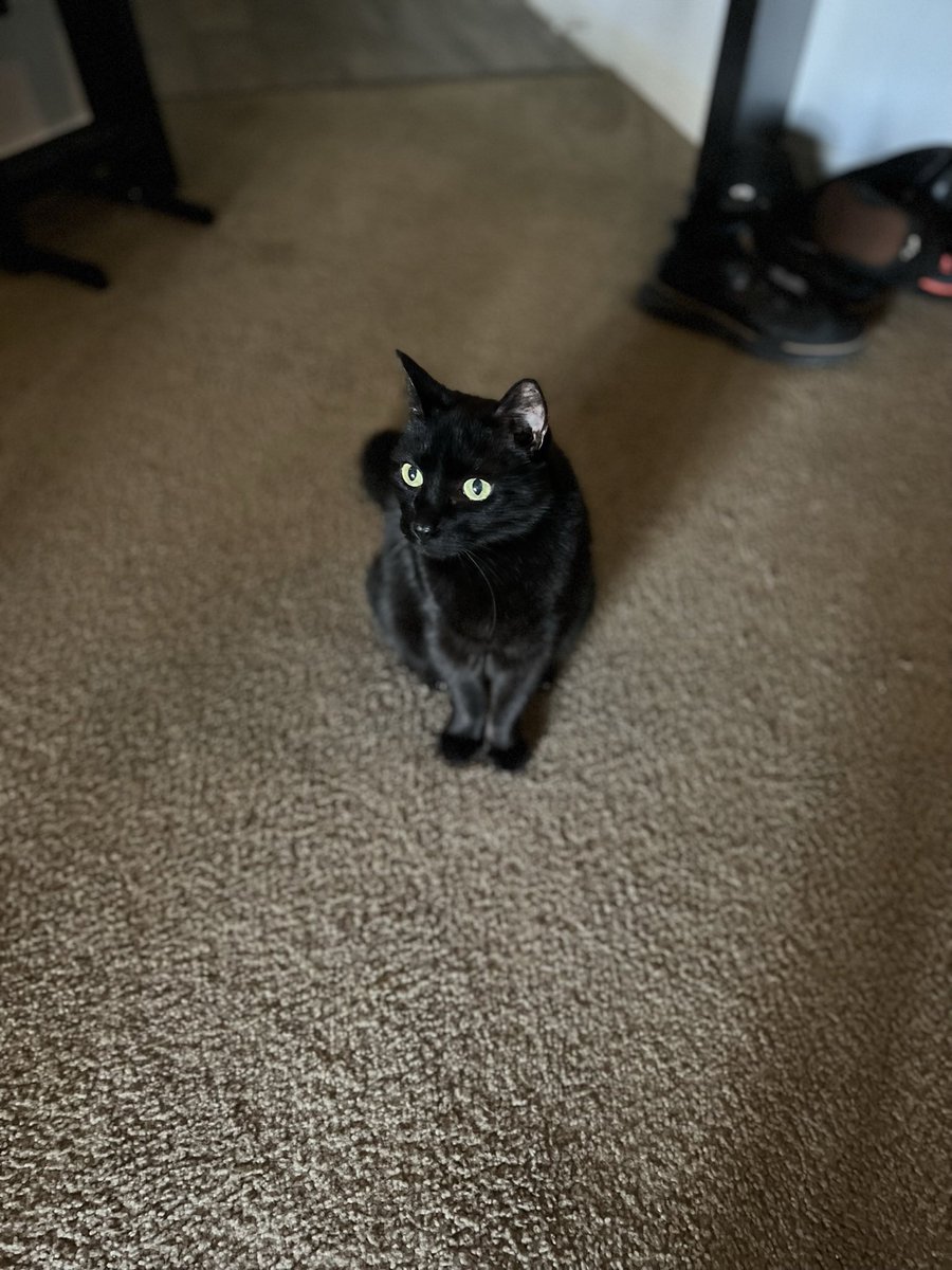 hhollaba's tweet photo. @DCLegends KITTIES! https://t.co/adH857TGJi