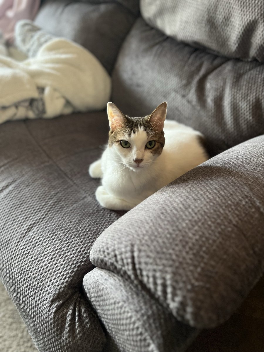 hhollaba's tweet photo. @DCLegends KITTIES! https://t.co/adH857TGJi
