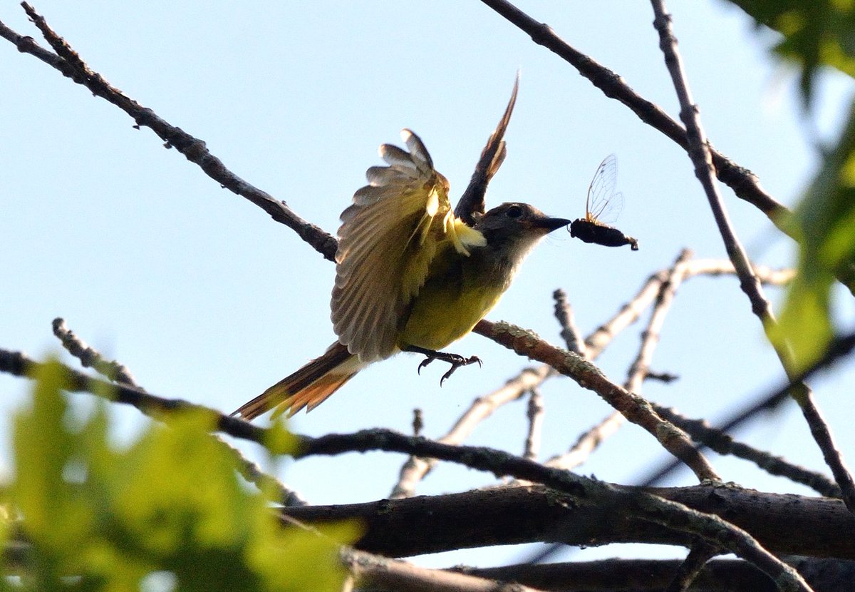 Thomas__Long's tweet photo. @HSBernard #Chateauguay #Quebec #ornithoqc #ornithology #BPQBirdsighting #bird #birds #photography #nature #wildlife #birdwatching #birdphotography #birding #birdingphotography #greatcrestedflycatcher #flycatcher https://t.co/5OWUvXbASq