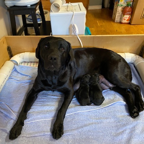 The exquisite Elfin gave birth to two amazing puppies! Our congratulations and thanks everyone who helped in the process.  More details about the pups coming soon!