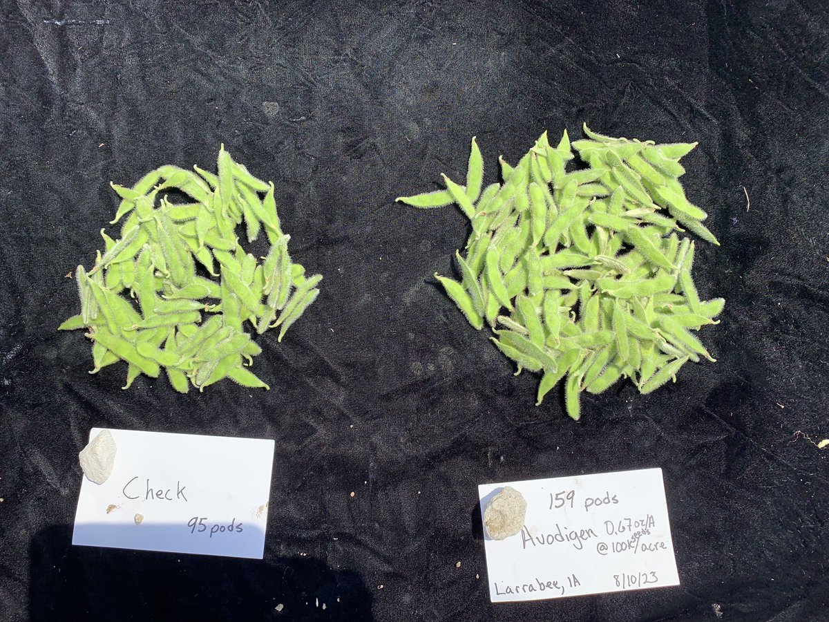 Great visits to on farm trials in NE, SD, MN, and IA this week. A highlight from today was Avodigen Biofungicide/Bionematicide seed treatment in Larrabee, IA. Here’s hoping a few more well spaced rains will help finish off all those extra pods we saw.