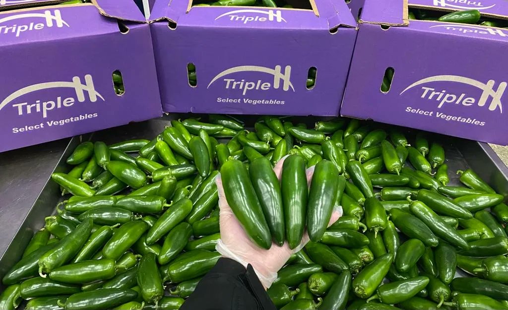 TripleHProduce's tweet photo. Our #TripleH jalapeño peppers are here to add a sizzle to your meals.🍽️ 🤩 Get ready to spice things up in the kitchen! 🔥

 #TripleHProduce #TheHInFreshProduce #FreshProduce #Produce #JalapeñoPeppers https://t.co/7Zw5sYfNWK