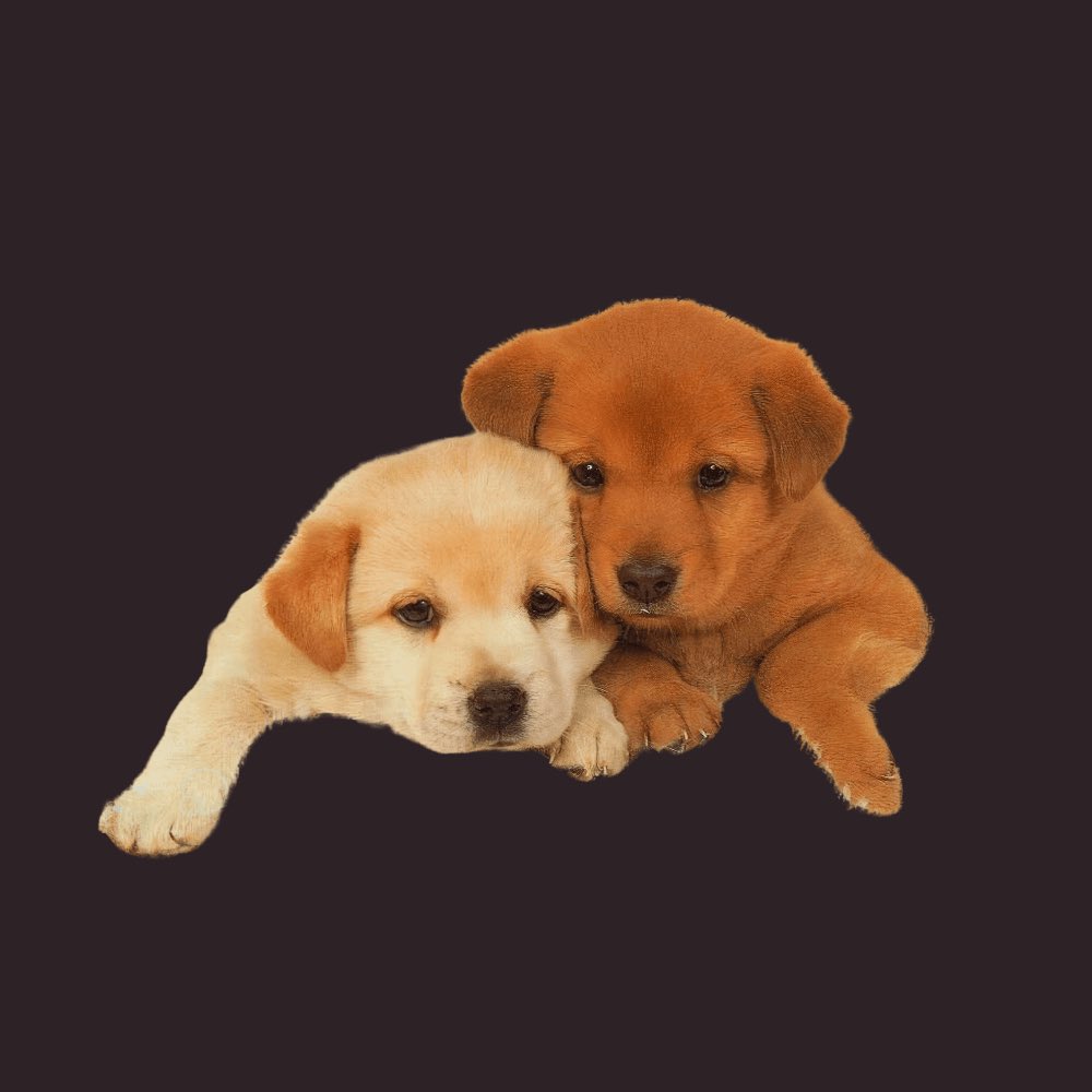 gothamhiphop's tweet photo. Name a feature you want to see on Drake’s upcoming album ‘For All The Dogs’ 🤔 https://t.co/20aFgO5Qqr