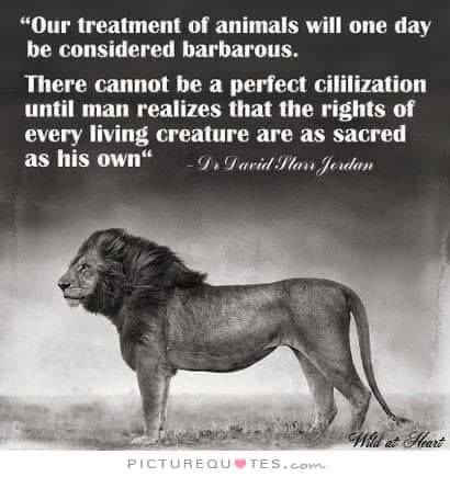 #BanTrophyHunting #BoycottZoos #KillingIsNotConservation #Lion #LionsDay #WorldLionDay #SaveLions #BiodiversityCrisis #SavePlanet #Evolve #GoVegan #Vegan