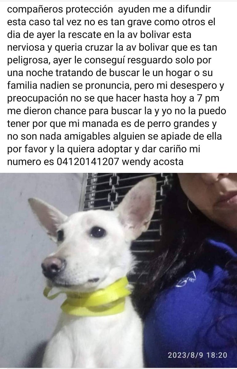 PerroUsuario's tweet image. URGE hogar temporal o definitivo para esta pequeña. Fue rescatada en plena Av Bolivar, Caracas. Para más información por favor comunicarse con el número publicado