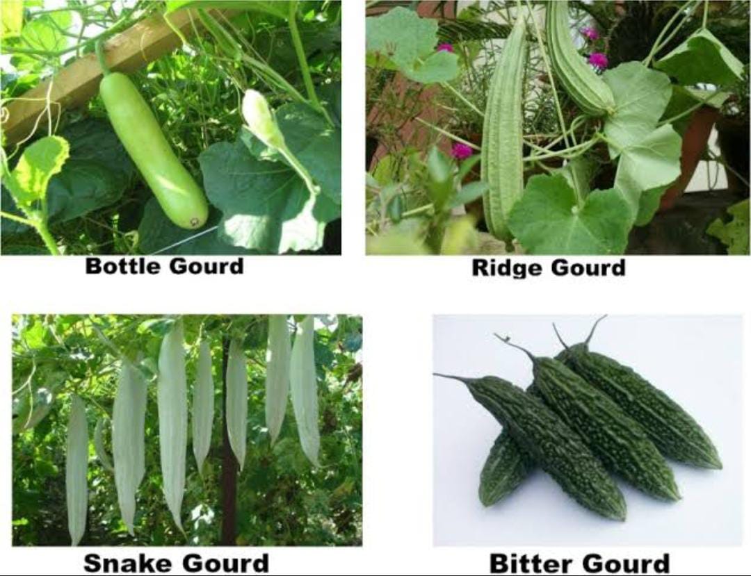 DrKavithadev's tweet photo. #veggies to be included in #monsoon
#Bottleguard
- #appetizer,increases strength , balances #pittha dosha ,helps in #digestion
#Ridgegourd
- good in skin diseases,#anaemia,#inflammation have a laxative action too
#indianridgegourd
- removes #stiffness
Cures #inflammation https://t.co/lCuVgeWKAf