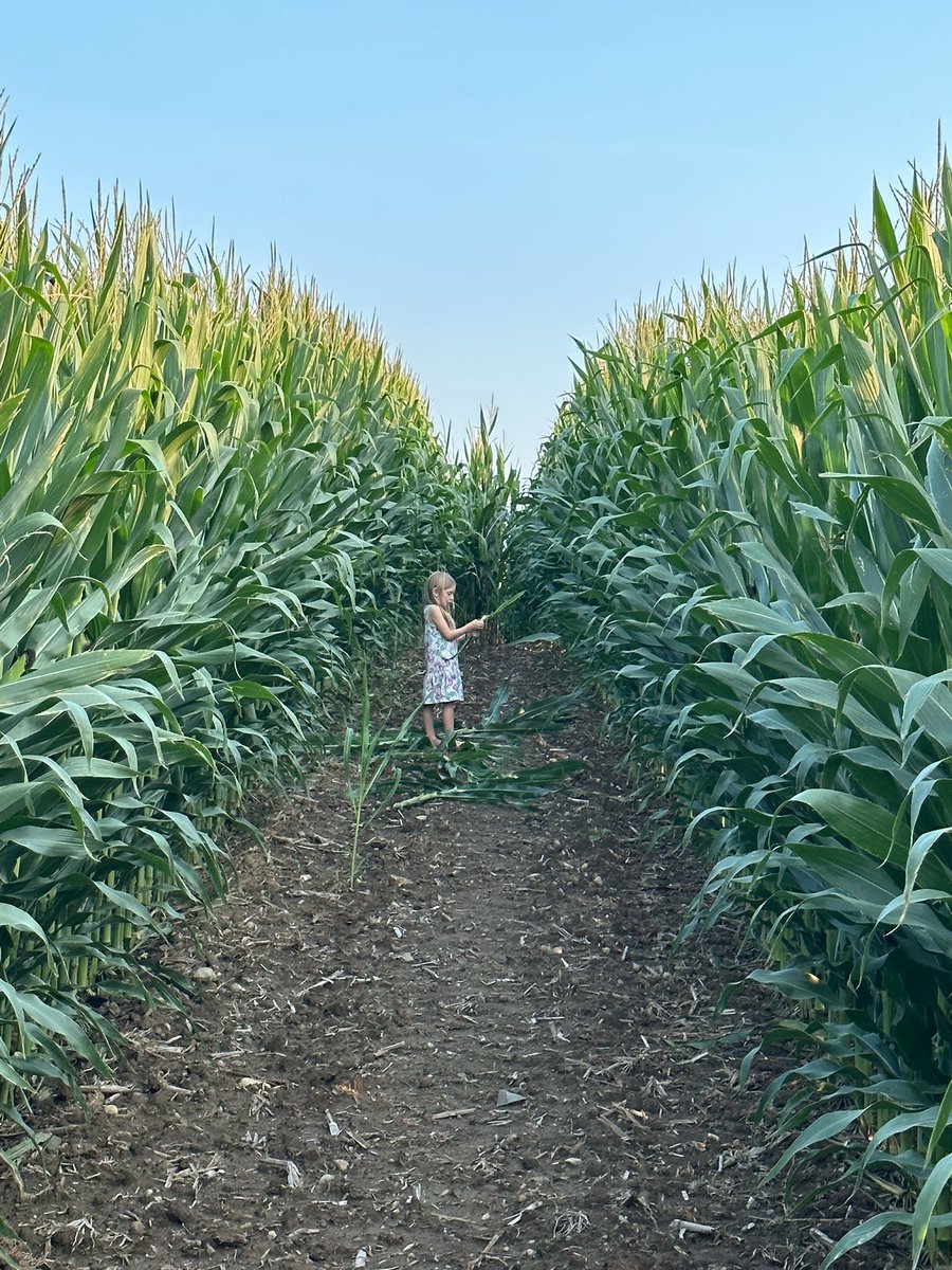 Corn responding amazing to the foliar app yesterday and she loving life!! <a href="/ChannelSeed/">Channel Seed</a> 213-19STX got her shine on! I’ve got some high expectations for this corn!