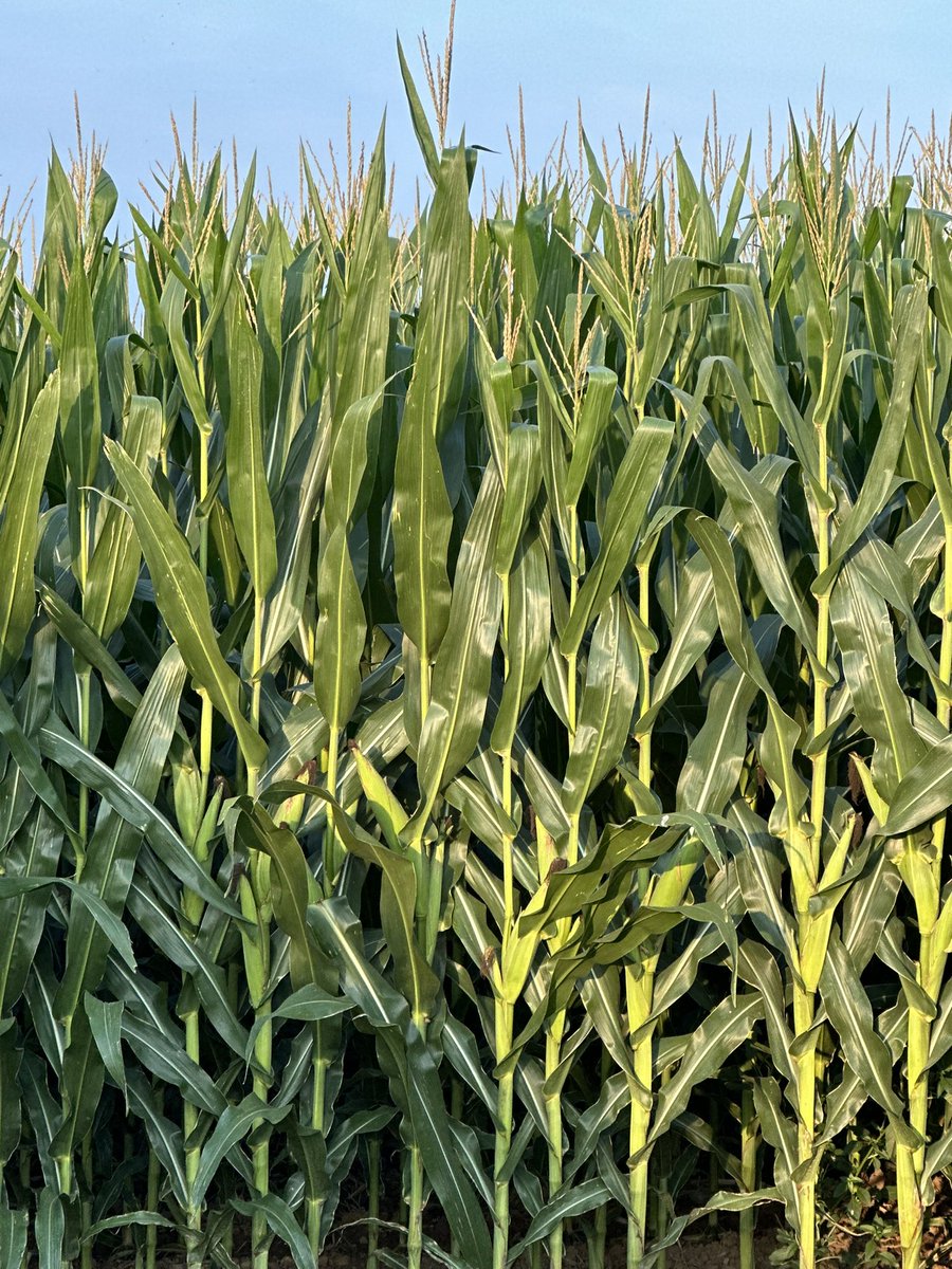 Bodie Kitchel tweet media