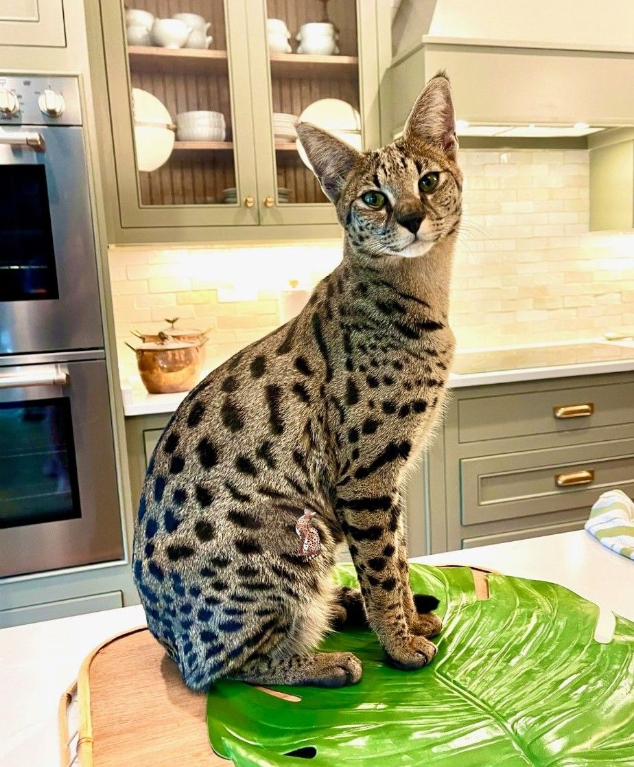 Dreamkatz Exotics Savannahs tweet media