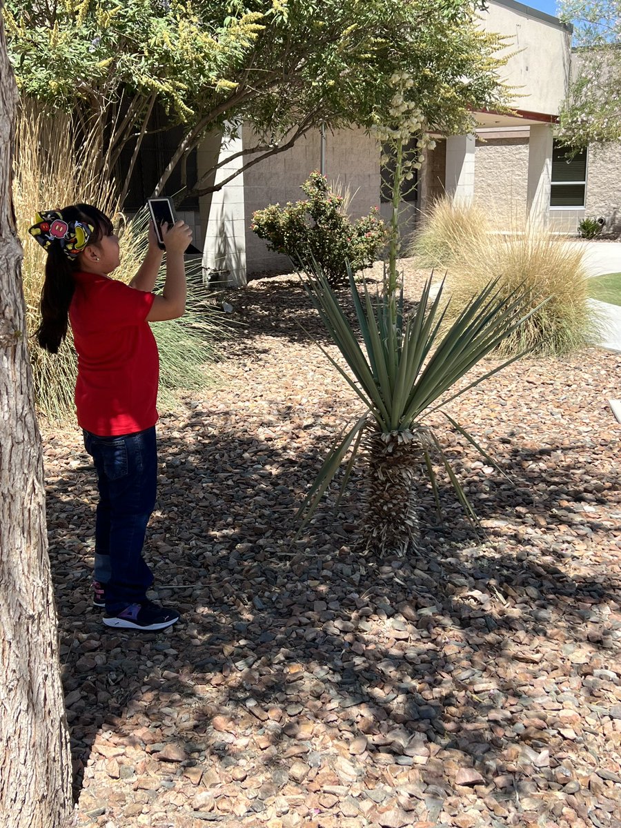 coachramirez23's tweet photo. First grade Panthers enjoying the first day of Photography Club! They were so excited to explore the garden and take lots of pictures ☺️📸❤️🐾 Getting them ready for when they can join @HHSYearbookIt 😃 #PAWsomePanthers #MiniPhotographers #RepTheH https://t.co/wGMsFV6QPX
