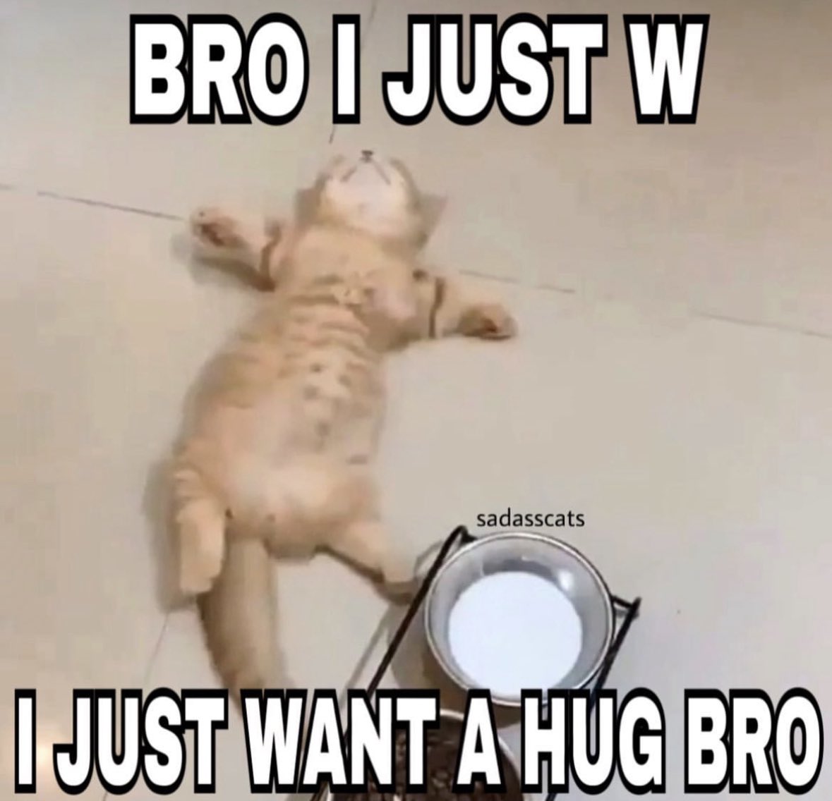 LiterallyMeCats (@literallymecats) on Twitter photo 