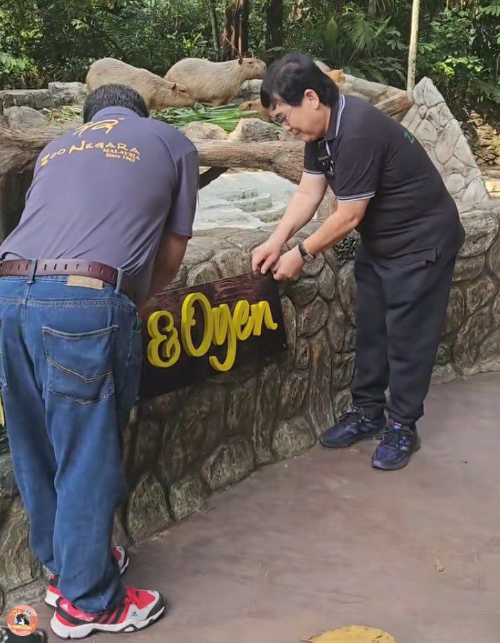 kochengfs's tweet photo. Tahukah kalian kalo oyen sekarang udah punya banner resmi bareng capybara di zoo malaysia 😭🤍 jadi tulisannya "capybara &amp; oyen" kcg! https://t.co/QAALNhHvHB