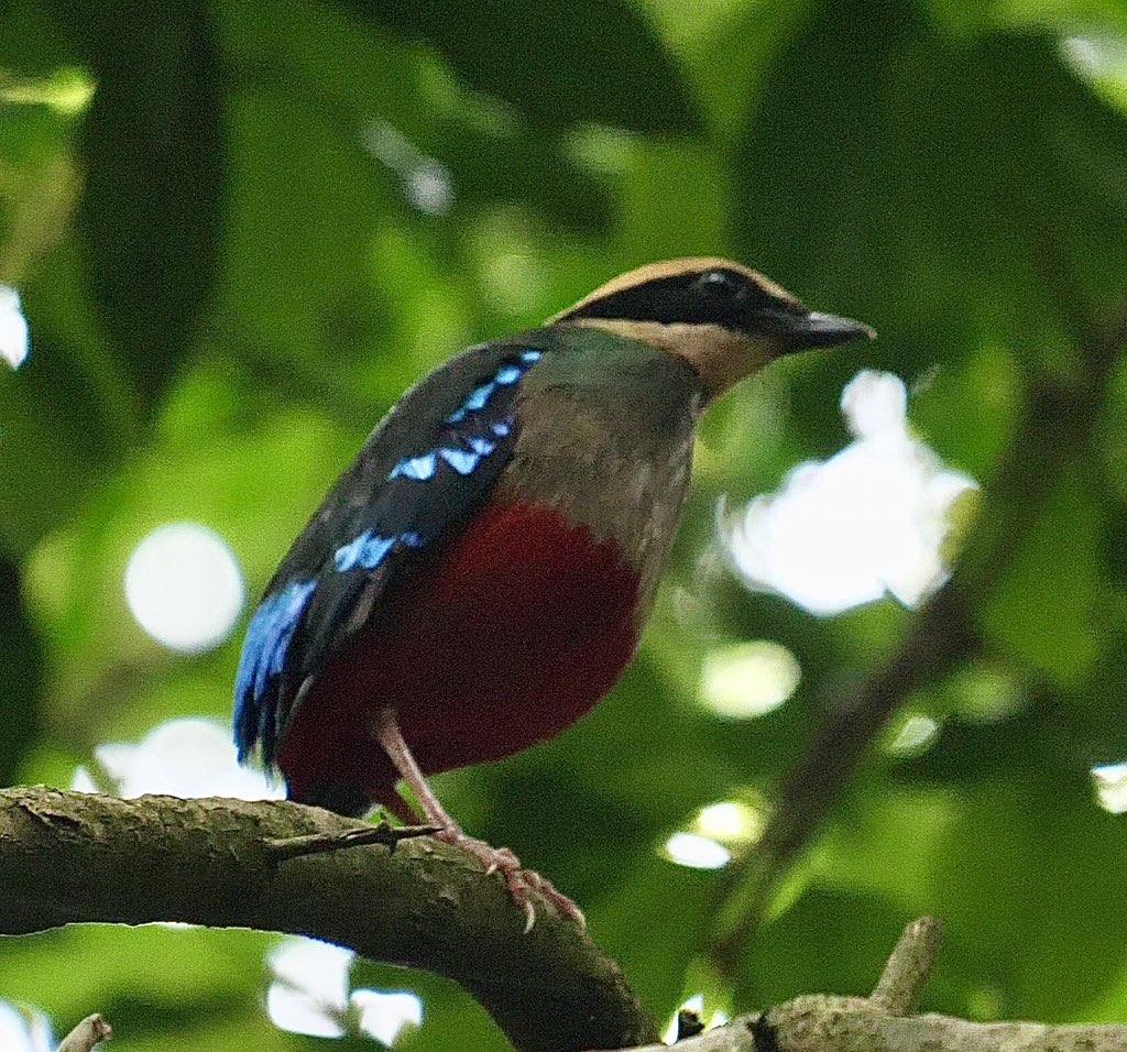 tmboucher's tweet photo. My 6000th species!! Crippling views of this mega bird! (Green-breasted Pitta) https://t.co/z70HLJj1Jx