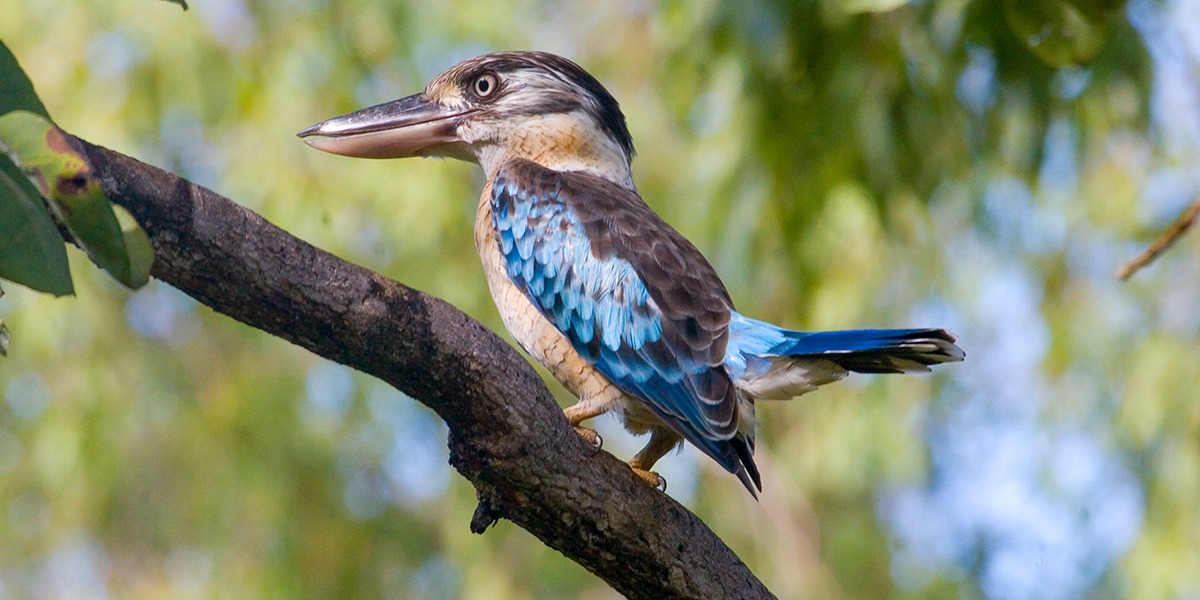 Happy Friday from the Blue-winged kookaburra! ✨ Common in Kakadu’s woodlands, this bird's raucous calling to ward off rivals can be heard at sunrise and sunset, so listen out if you're visiting over the weekend 👂. 📸 Credit: Parks Australia