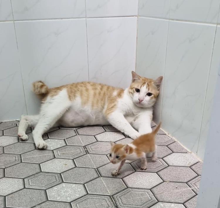 Like father like son
#Cat
#Sweet
#Cute
#Dog-gy