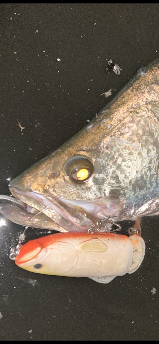 との (@tono_Fishing) / Posts / X