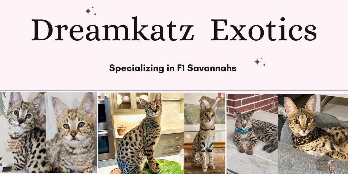 Dreamkatz Exotics Savannahs tweet media