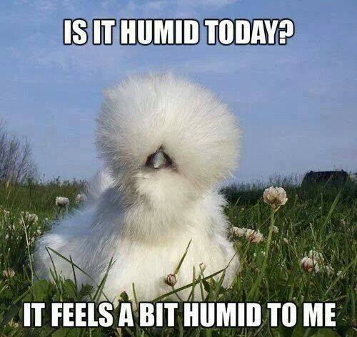 EnrgySpiritHeal's tweet photo. Enough with the stinkin' humidity! 😰
#HumiditySucks #MakeItStopPlease #WhenDidWeRelocateToTheDeepSouth #ReadyForAutumn https://t.co/U2OqIvcnnB