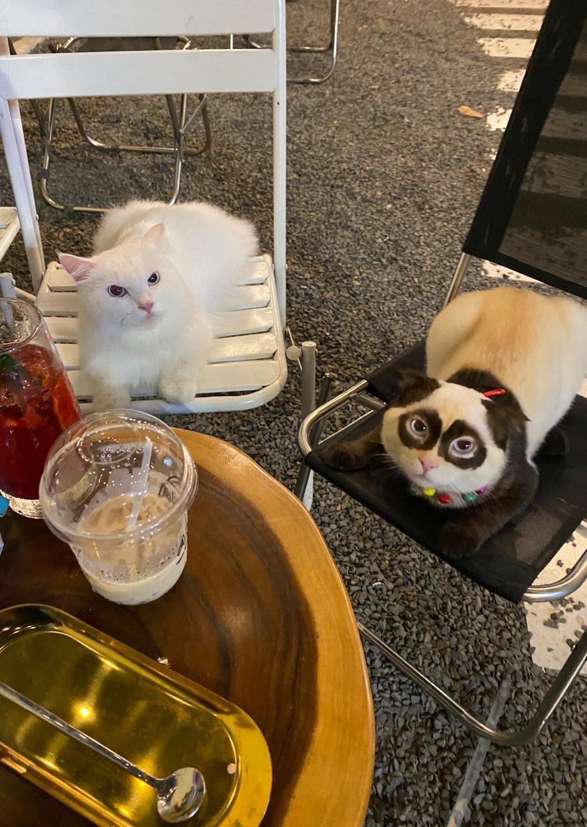 #Cat
#Sweet
#Cute
#Dog-gy