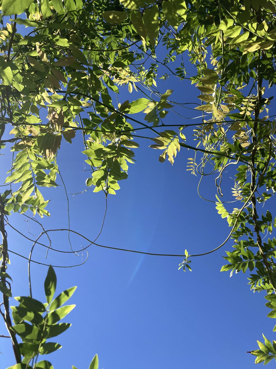 藤棚の下で残暑満喫